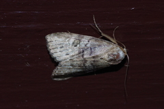 Bryophilina mollicula