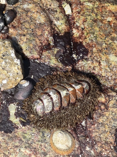 Mopalia muscosa