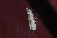Glyptoteles leucacrinella