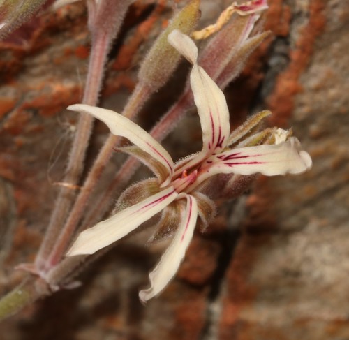 Image of Pelargonium longifolium by (c) Brian du Preez, some rights reserved (CC BY-SA)