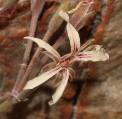 Pelargonium longifolium