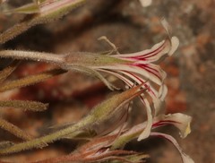 Pelargonium longifolium