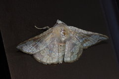 Canaea ryukyuensis