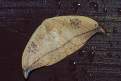 Callidrepana hirayamai