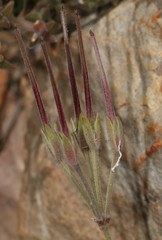 Pelargonium longifolium