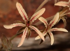 Pelargonium longifolium