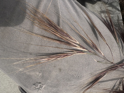 Bromus rigidus observed 2026-04-24