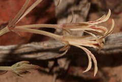 Pelargonium longifolium