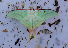 Actias selene