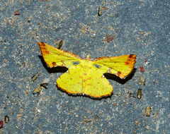Corymica
