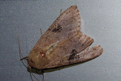 Tiracola aureata