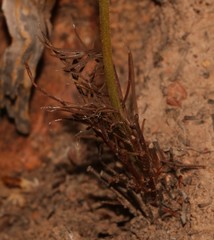 Pelargonium longifolium
