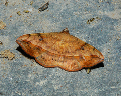 Anticarsia irrorata