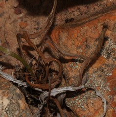 Pelargonium longifolium