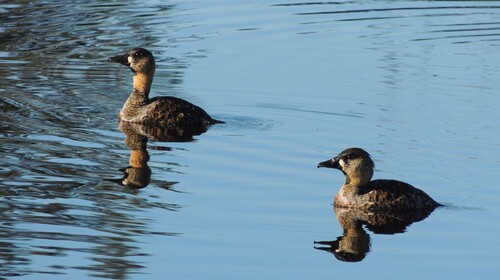 iNaturalist image