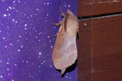 Dendrolimus okinawanus