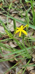 Hypoxis pratensis tuberculata