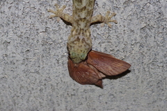 Dendrolimus okinawanus