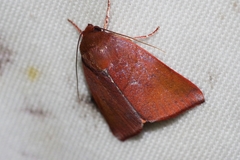 Xenochroa internifusca