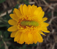 Ranunculus macranthus