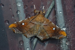 Episparis okinawensis