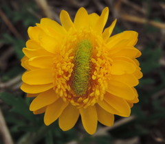 Ranunculus macranthus