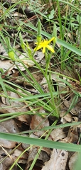 Hypoxis pratensis tuberculata