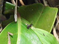Stictoponera bicolor