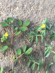 Acmispon maritimus brevivexillus