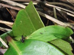 Stictoponera bicolor