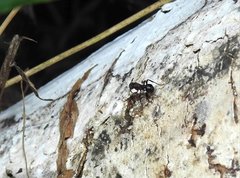 Stictoponera bicolor