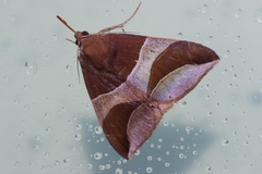 Bastilla fulvotaenia