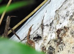 Stictoponera bicolor