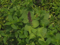 Coleus monostachyus