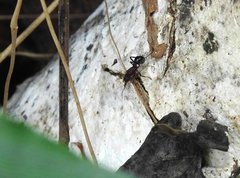 Stictoponera bicolor