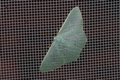 Pelagodes subquadraria