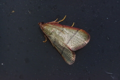 Orthopygia repetita