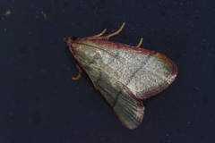 Orthopygia repetita