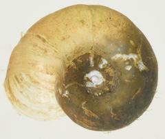 Biomphalaria pfeifferi