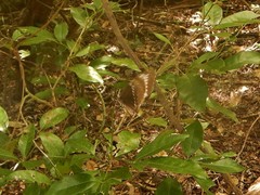 Papilio fuscus canopus