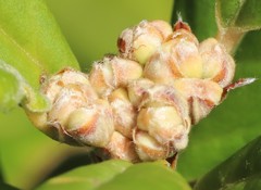 Spyridium globulosum