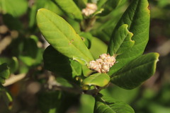 Spyridium globulosum