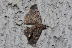 Gymnoscelis esakii