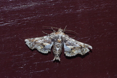 Eutelia adulatricoides