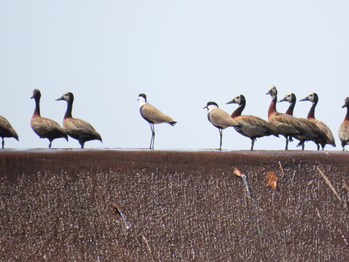 Spur-winged Lapwing
