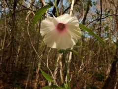 Hibiscus meraukensis