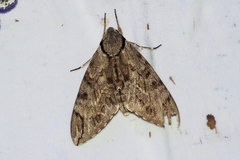 Psilogramma increta