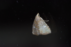 Rivula albipunctata