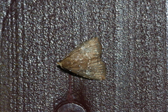 Rivula albipunctata
