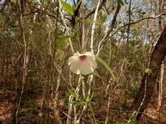 Hibiscus meraukensis